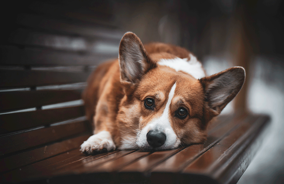 Eric (Astersland Fancy Pants)