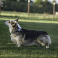 Amberynlea Lionheart