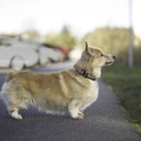 Astersland Call Me Darling