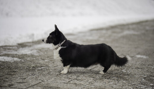 Astersland Dark Winddancer Astersland Dark Winddancer