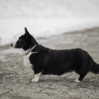 Astersland Dark Winddancer