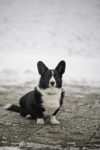 Astersland Dark Winddancer Astersland Dark Winddancer