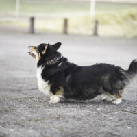 Astersland Fame And Fortune