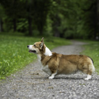 Astersland Fancy Pants