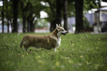 Astersland Firefox Astersland Firefox