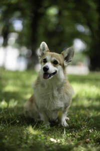 Astersland Firefox Astersland Firefox