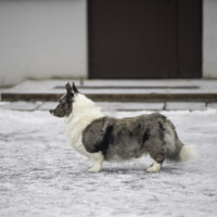 Astersland Get Ready