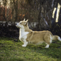 Astersland Gimme The Prize