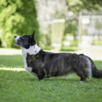 Astersland Glorious Pearl