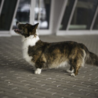 Astersland Glorious Spot