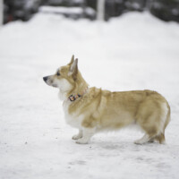 Astersland Heaven For Everyone