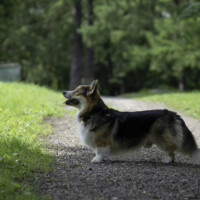 Astersland Hot Ticket