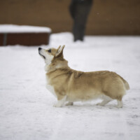 Astersland It's All About Attitude