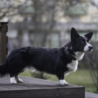 Astersland Jazzy Zucchini