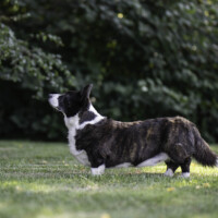 Astersland No Promises