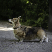 Astersland Ooh I Like It