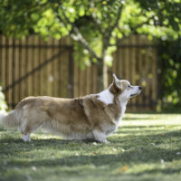 Astersland Please Come Out Tonight