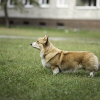 Astersland Ticket To Ride