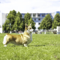 Astersland Upper Class