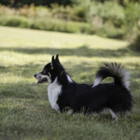 Astersland Very Ritz