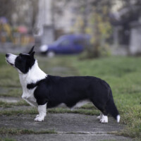 Blue Sirius Beautiful Dreamer