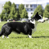 Blue Sirius Born To Be My Baby