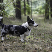 Blue Sirius Dream Of Passion