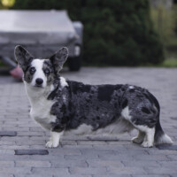 Blue Sirius Iron Maiden