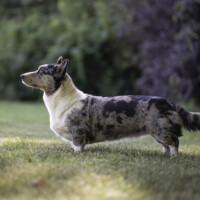 Blue Sirius It's My Life