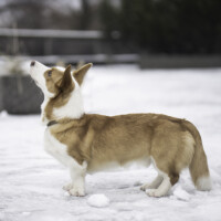 Blue Sirius Midnight Sun