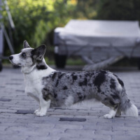 Blue Sirius Moonlight Shadow