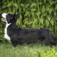 Blue Sirius Phoenix Rising