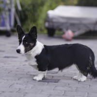 Blue Sirius Rainbow In The Dark