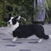 Blue Sirius She's Not For Sale