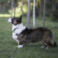 Bright Cardiband Happy Gildor