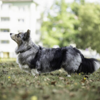 Bright Cardiband Jazzy King