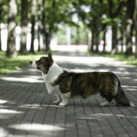 Bright Cardiband Kind Bernard