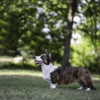 Bright Cardiband Majestic Cinderela