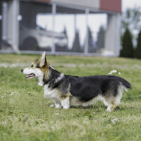 Chess SoPretty Miss Mystique