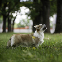 Chess Sopretty Beth Harmon