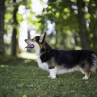 Chess Sopretty Black Knight