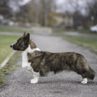 Corgi Na Volge Sherkhan