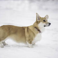 Cosmopaws Lecythidceae Flower