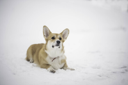 Cosmopaws Lecythidceae Flower Cosmopaws Lecythidceae Flower