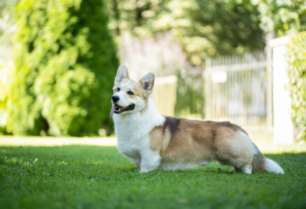 Cry-Baby From Valhalos Sargas Cry-Baby From Valhalos Sargas