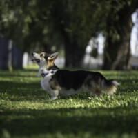 Hunter Buffalo Bill from Valhalos Sargas