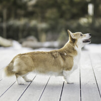 Huntress Annie Oakley Valhalos Sargas