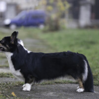 Imme’s Homemade Remedy