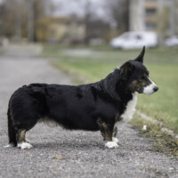 Imme's Zinfandel Boneshaker