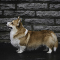 Jackotsy-Bonax Incredible Tseer